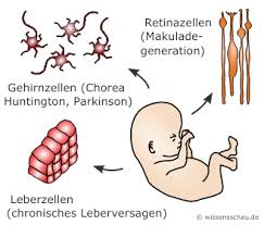 fetale Stammzellen